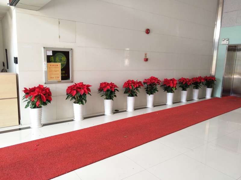 办公室写字楼单位提供盆栽观赏性植物租赁花卉租摆服务