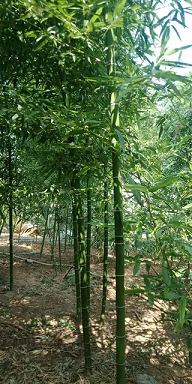 竹子月季牡丹园林绿化