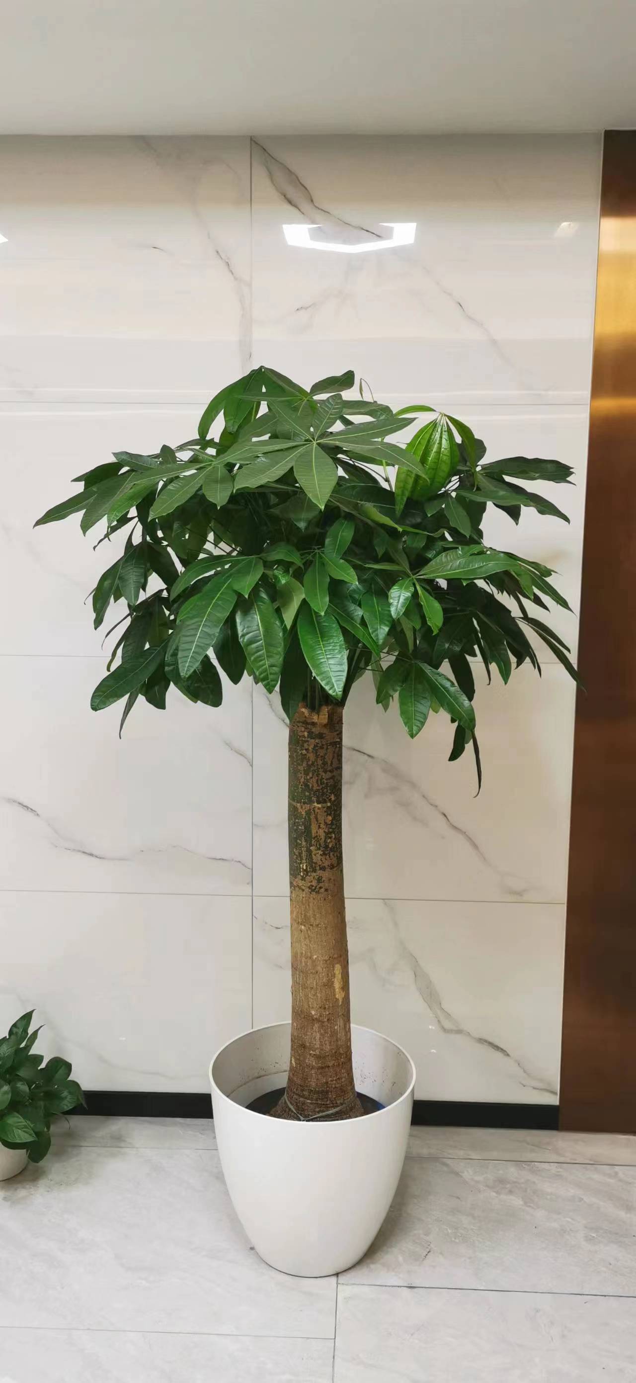 北京绿植租摆发财树