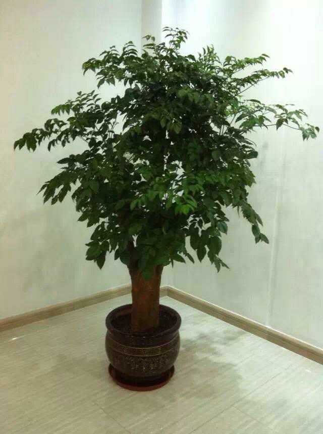 幸福树绿植租摆