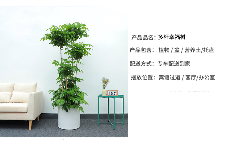 造型绿宝绿植销售