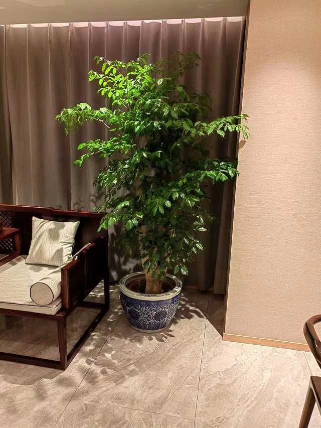 丰台区绿植幸福树