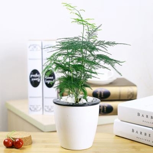 北京花卉租摆公司绿植租赁公司