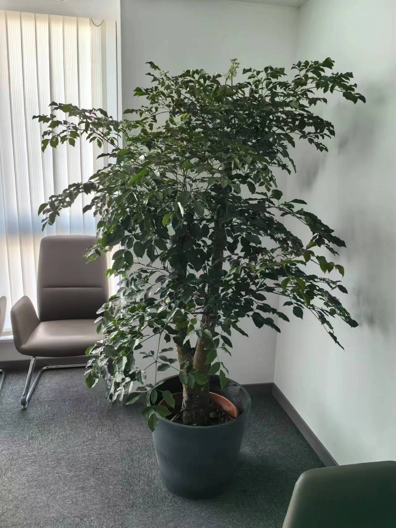 绿植租摆-幸福树