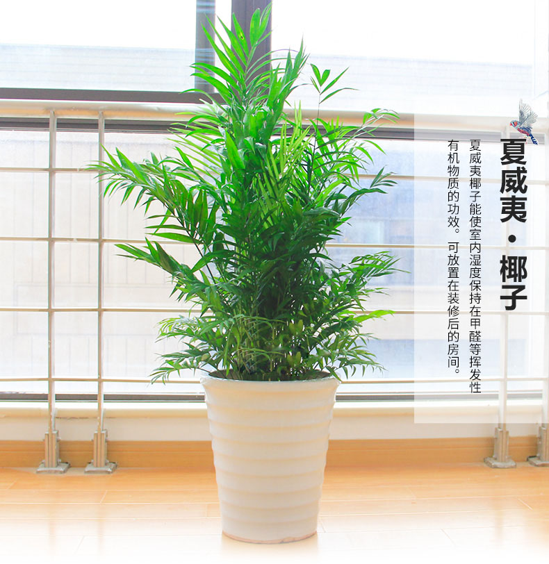 夏季花卉养护要注意些什么？
