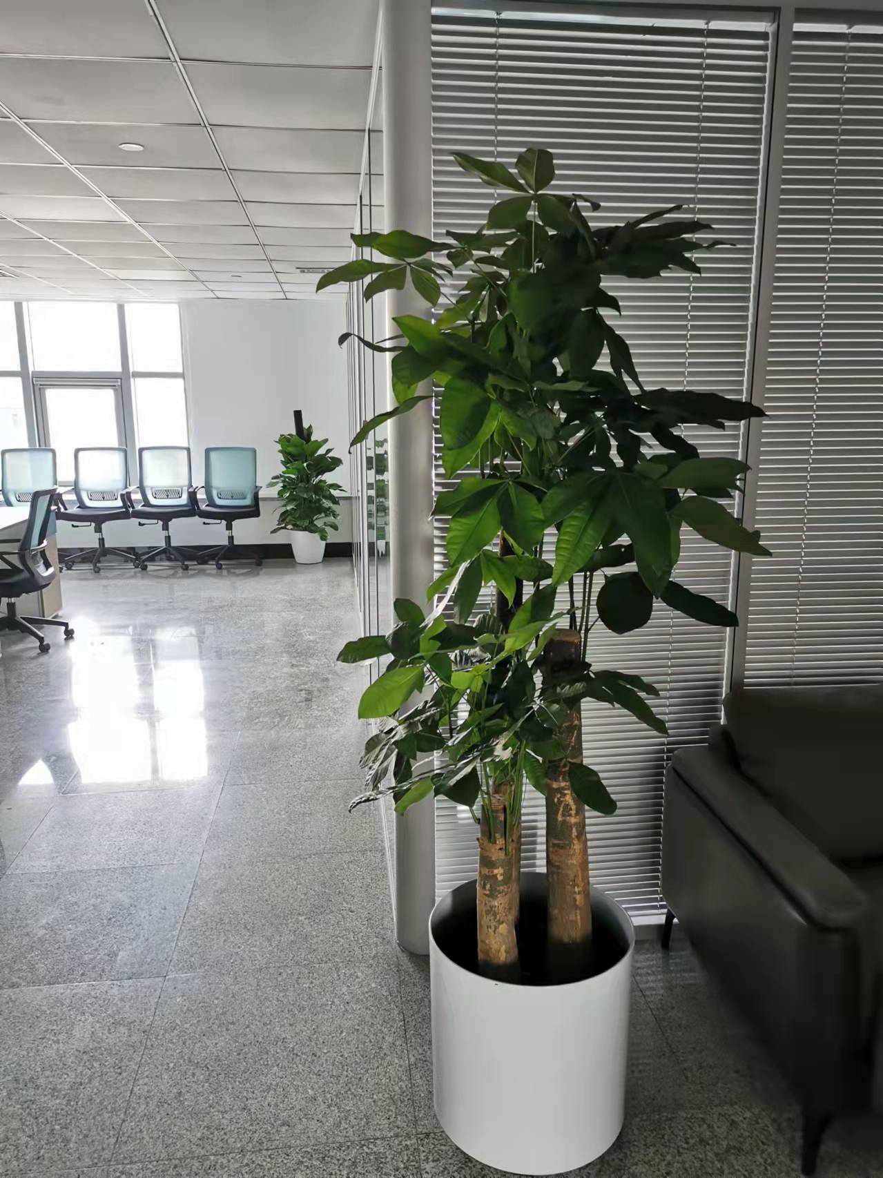 北京办公室绿植租摆方案