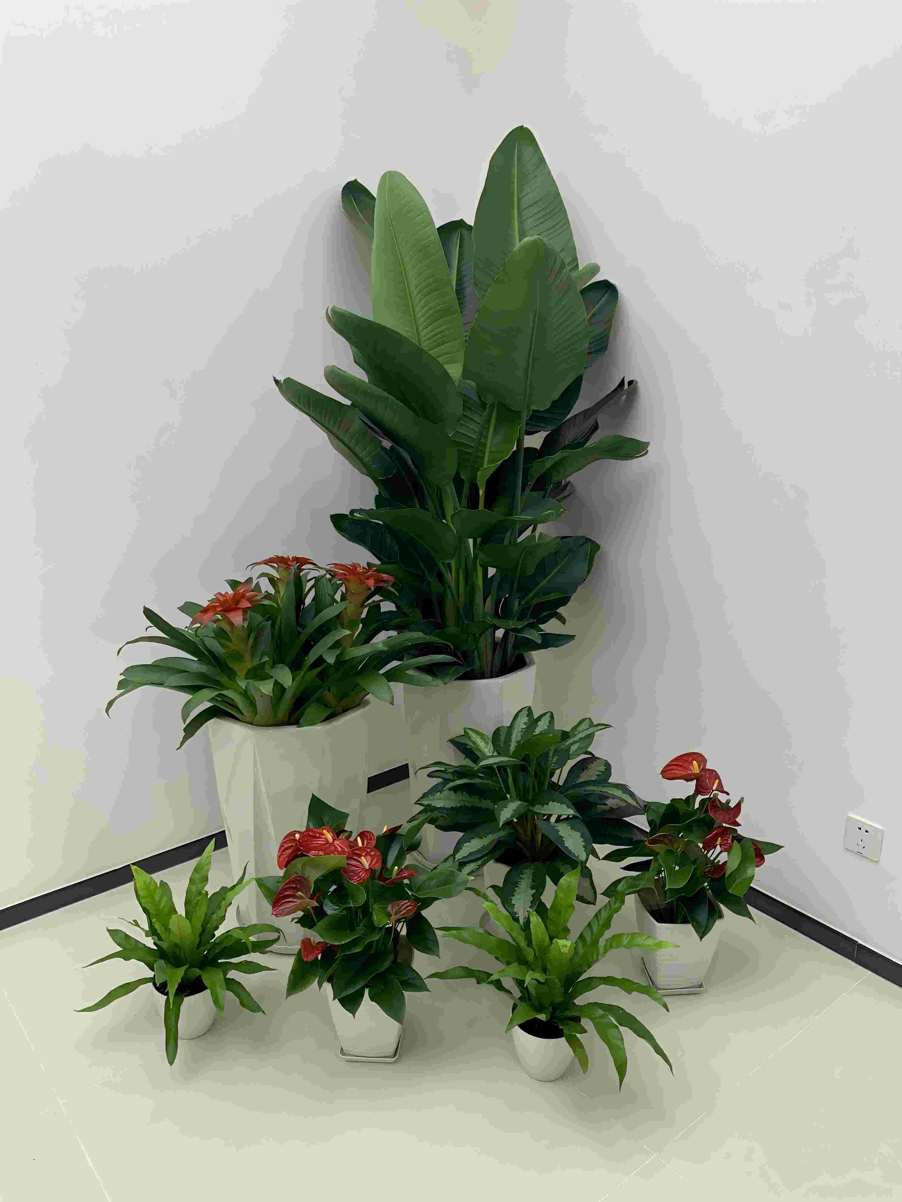 绿植租摆的单价
