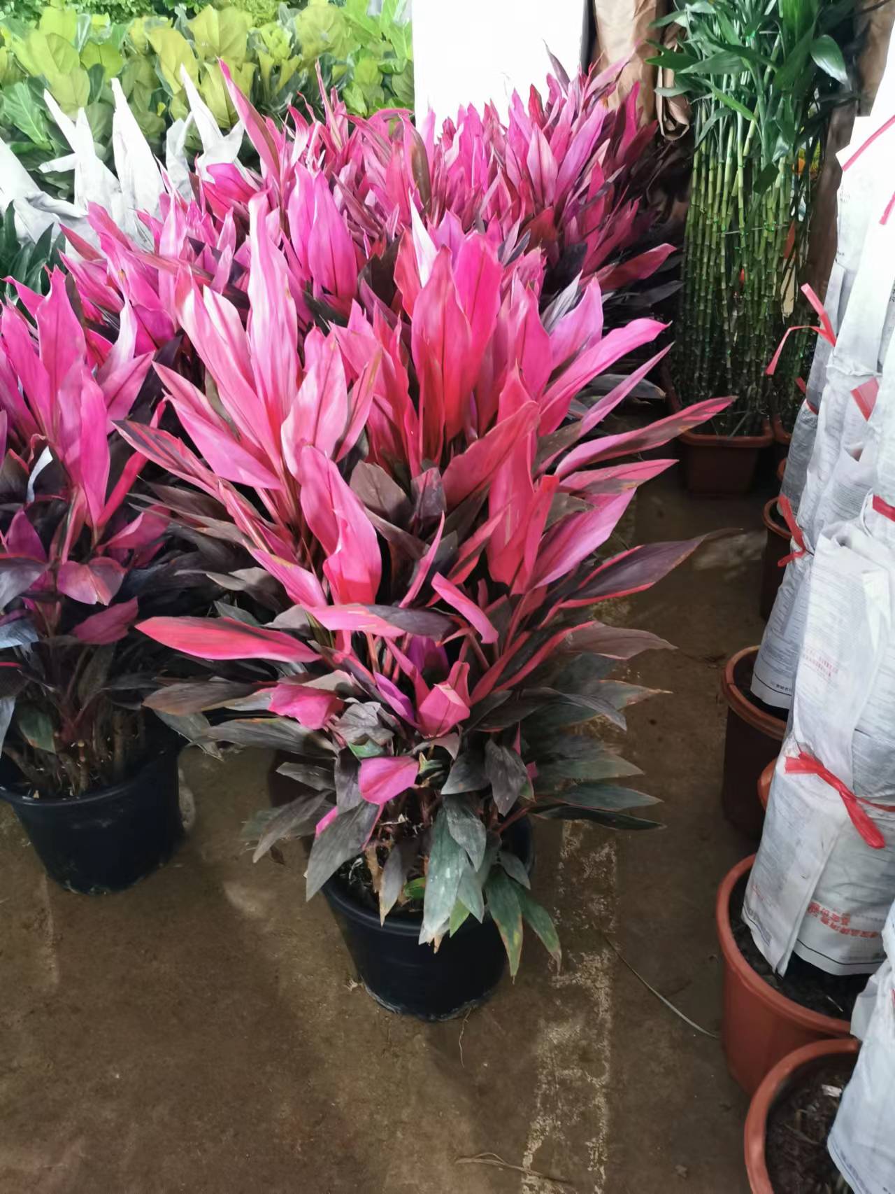 办公室绿植养护管理方案