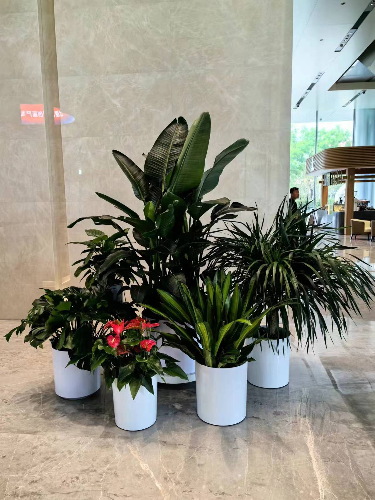 朝阳区绿植花卉租赁