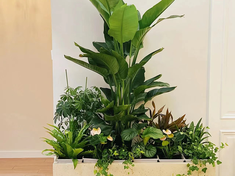 北京花卉租摆养护