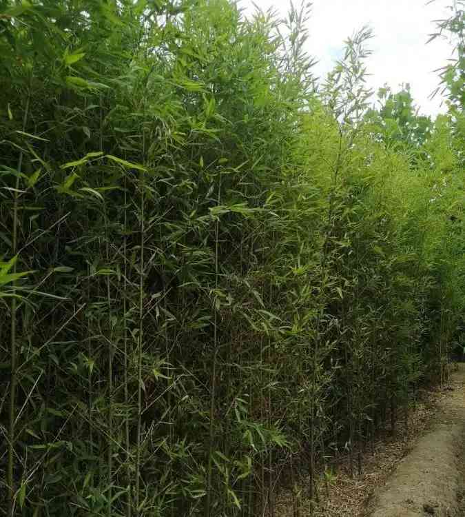 绿植租摆对办公室环境的诸多益处