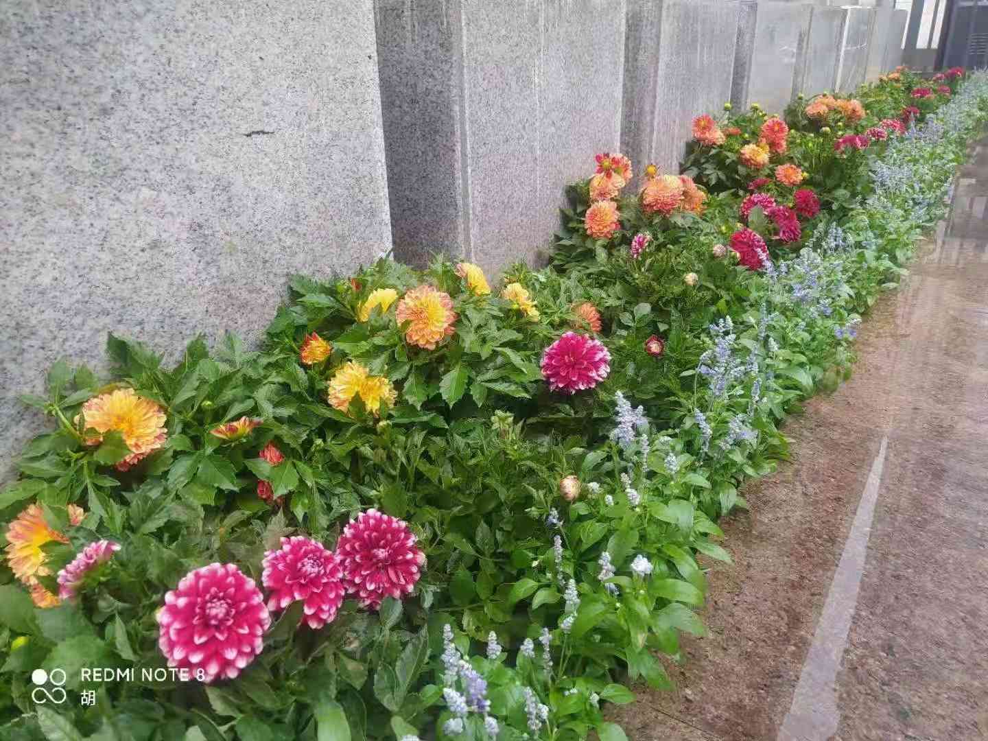 单位绿植花卉租摆