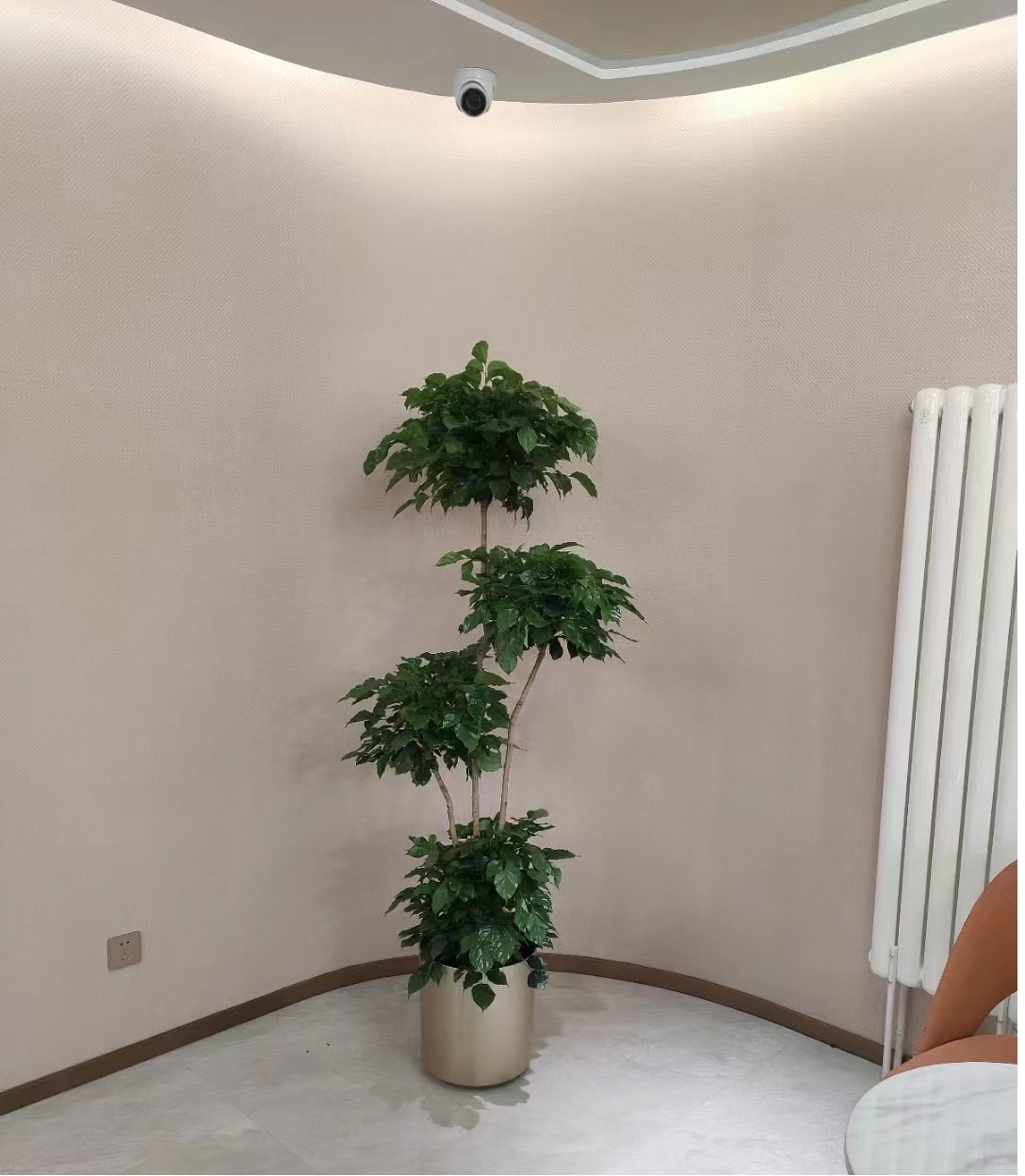 北京专业绿植租赁北京绿植花卉租摆北京专业绿植租摆