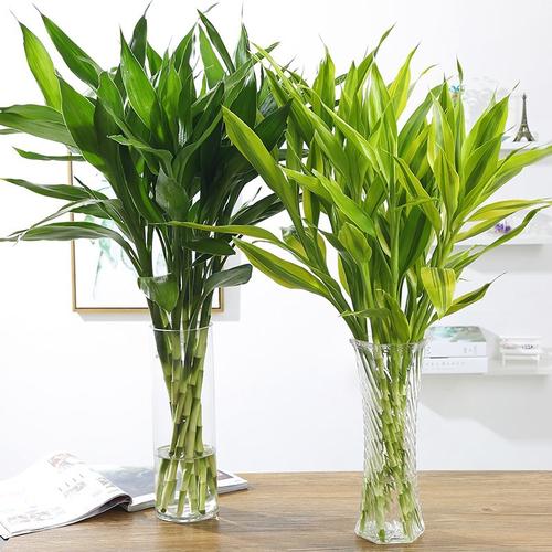 办公室花卉绿植租摆