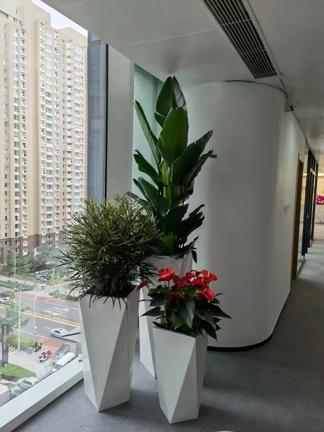 知春路花卉租摆知春路办公室绿植租赁知春路租摆价格