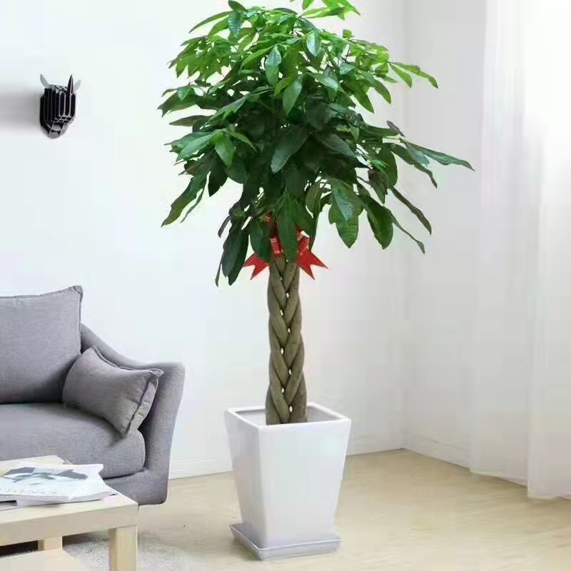 海淀区绿植租摆公司海淀区花卉租摆公司海淀区花卉租摆价格
