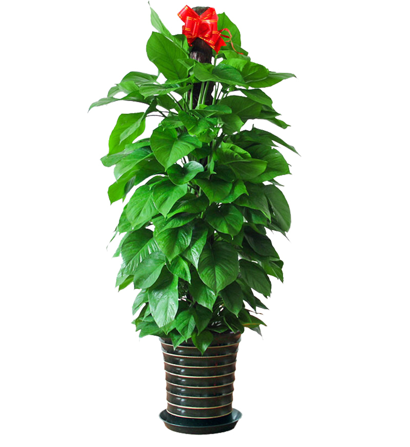 绿植花卉租摆公司