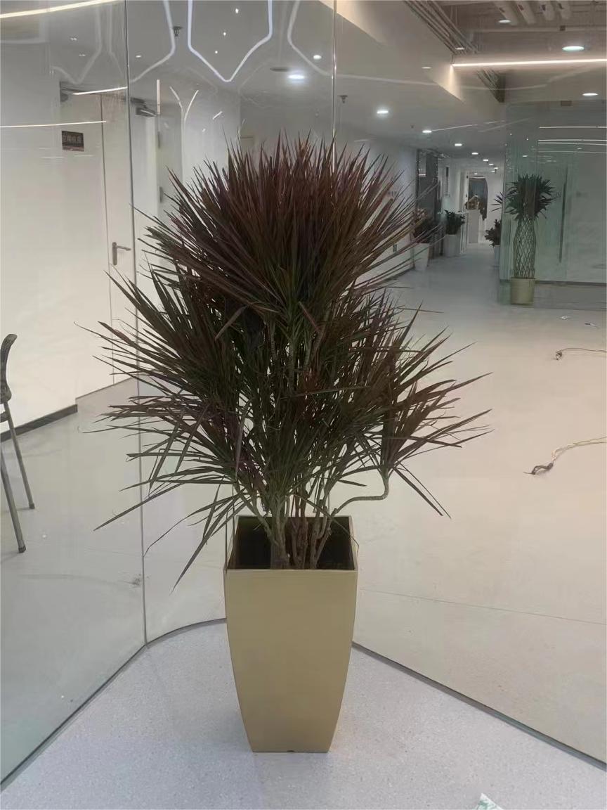 北京办公室绿植租摆公司