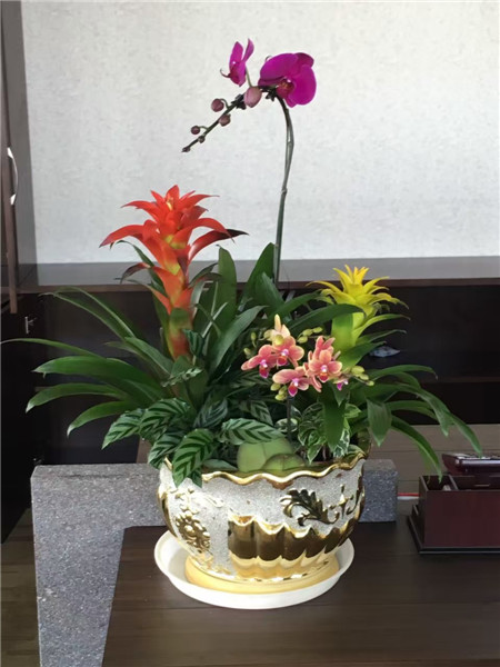 总部基地花卉租摆公司