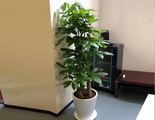 步步高发财树绿植租摆