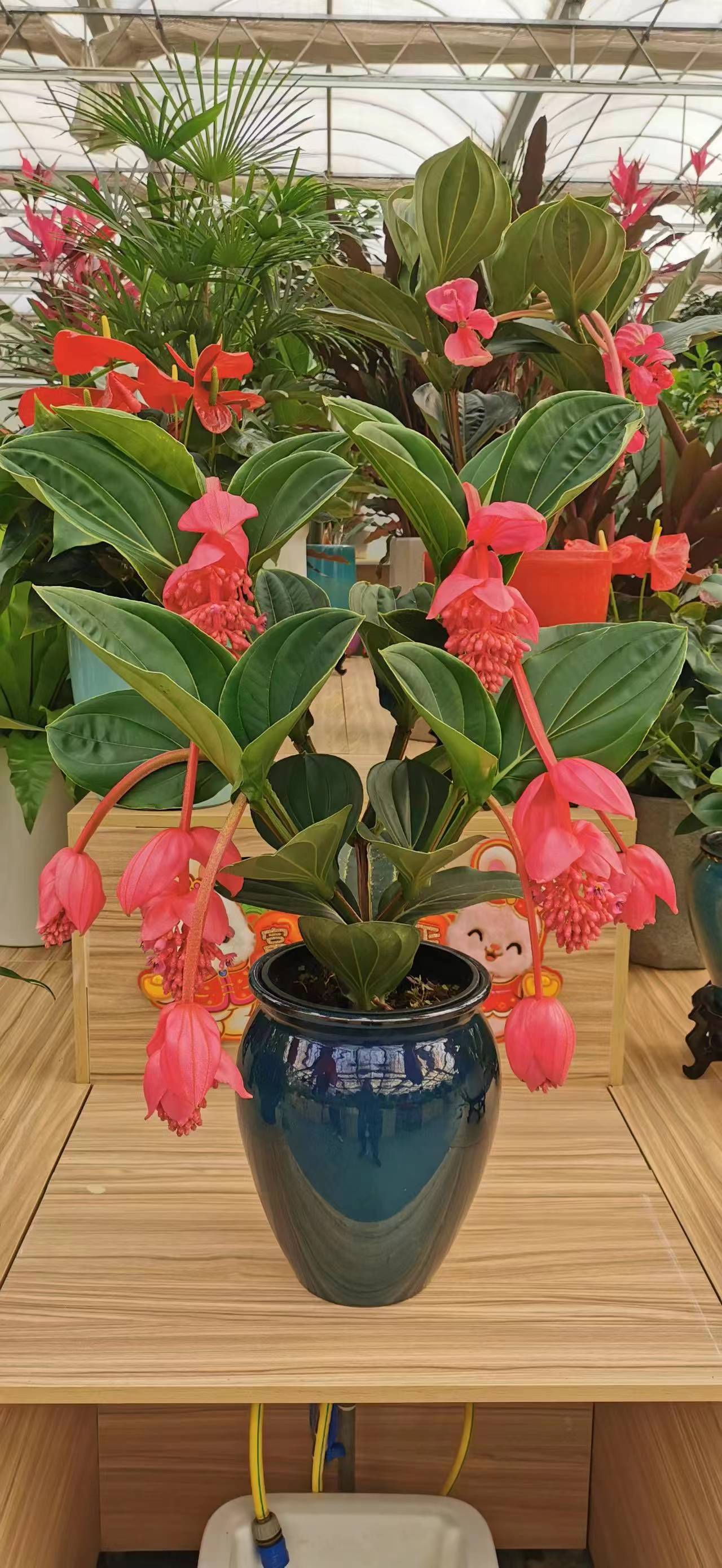 绿植租摆客厅最适合养的5种绿植美观又净化空气