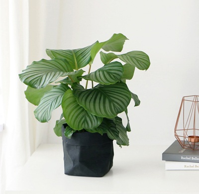 办公室绿植花卉租赁公司