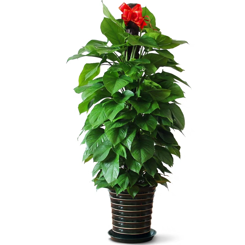 北京绿植租摆公司