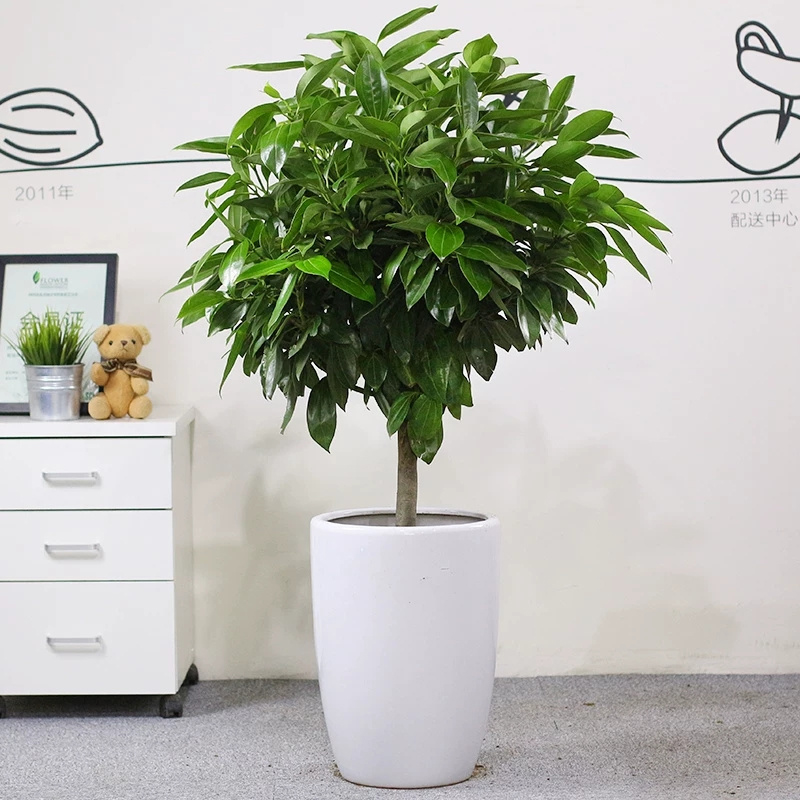  北京东三环绿植租摆朝阳区绿植租摆公司