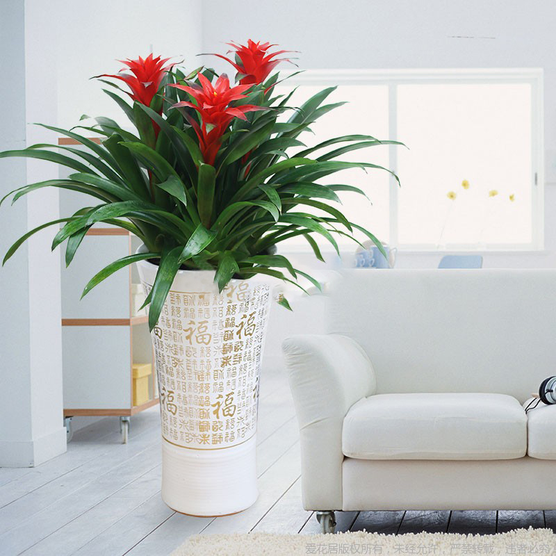 海淀区绿植租摆