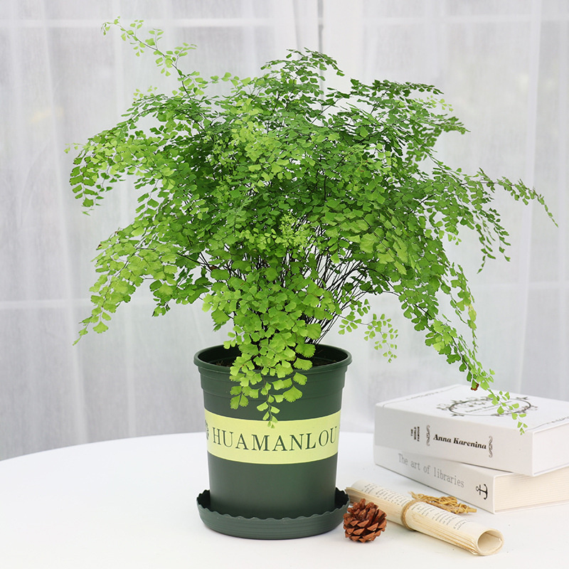 绿植租赁：不止于“租”，解锁绿色经济新蓝海