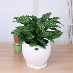 望京绿植租摆国贸绿植租摆朝阳区绿植租摆公司