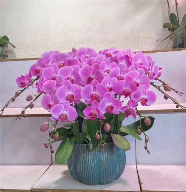 北京年宵花卉销售