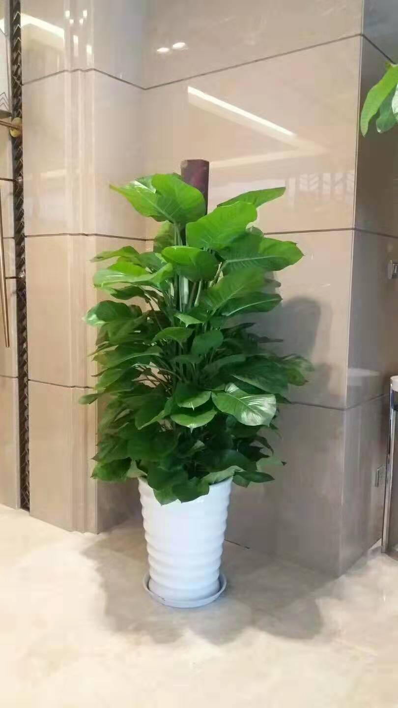 北京绿植花卉养护