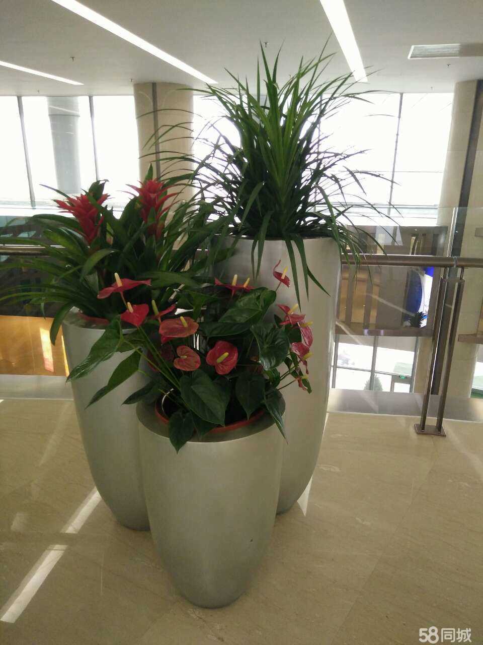北京专业花卉租赁公司