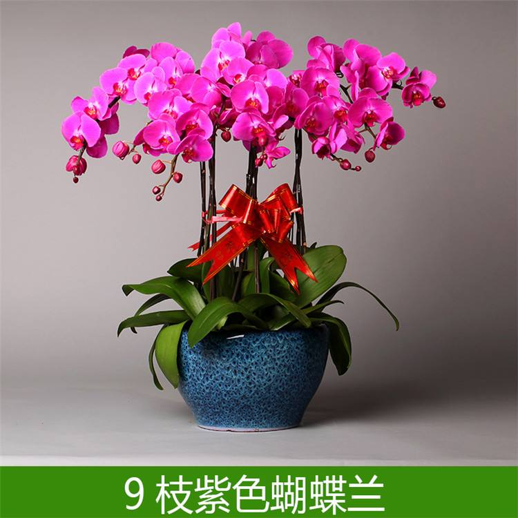 北京办公室租摆哪些绿植花卉比较好室外租赁植物有哪些？
