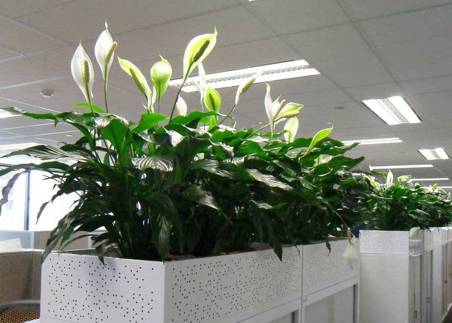 办公司摆放绿植的好处都有哪些？