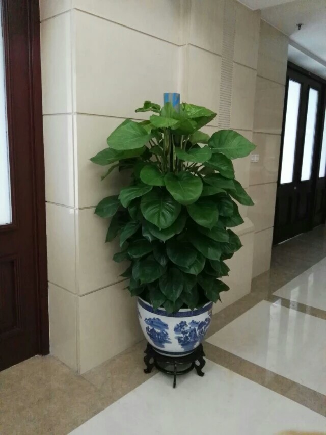 北京花卉销售公司-室内不适合养什么花草植物，室内养花禁忌