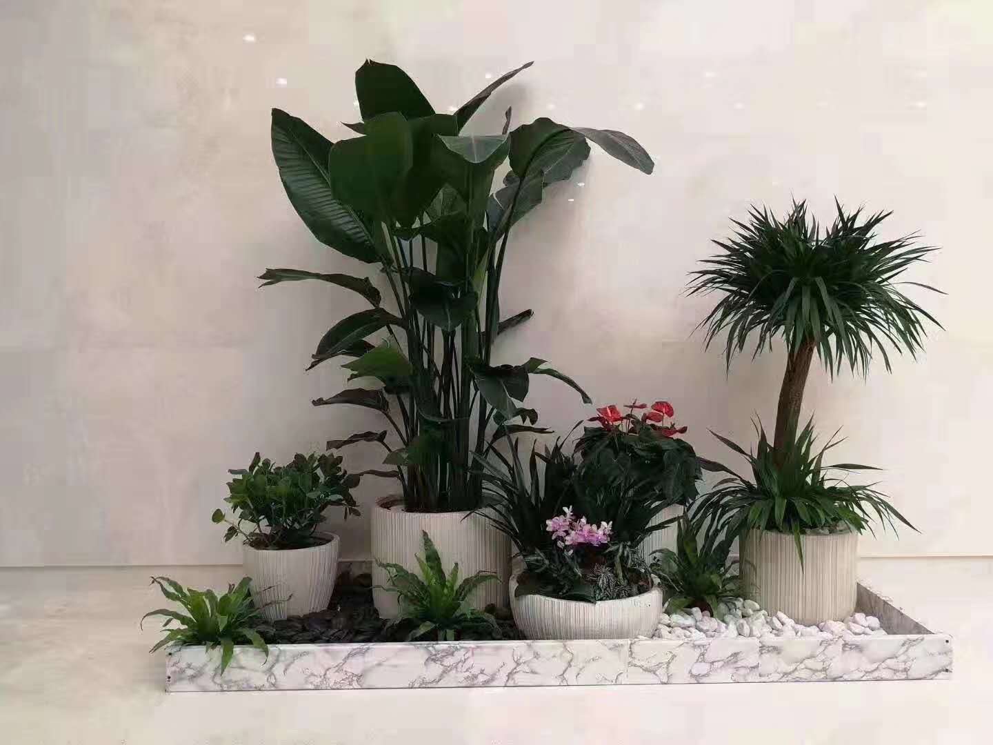 北京室内外绿植花卉摆放