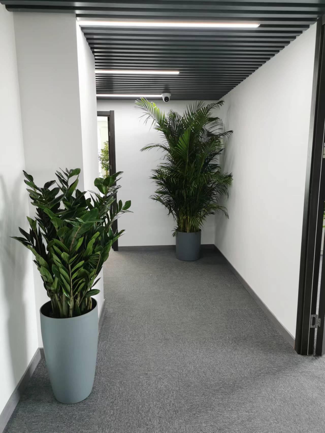 办公室植物花卉有哪些品种?绿植花卉摆放在什么位置?