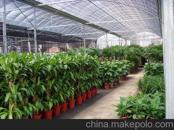 北京绿植养护公司