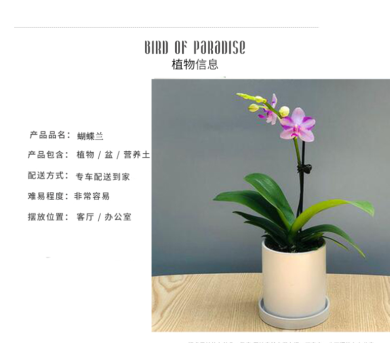 北京花卉养护公司几种花卉便宜又好养，阳台盆栽上几盆，全年开花不停
