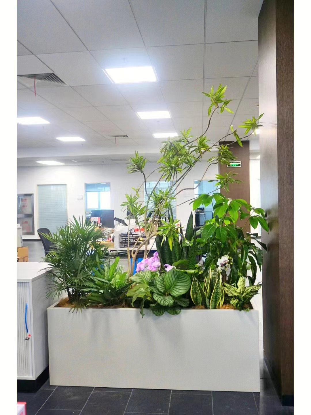 亦庄办公室绿植花卉组合
